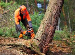 Best Lawn Disease Treatment  in Marshall, TX
