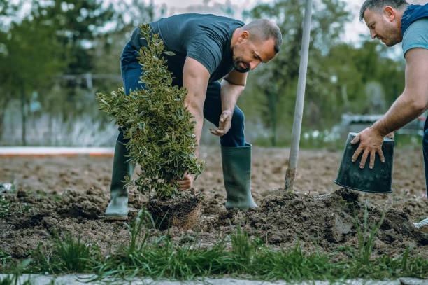 Best Utility Line Clearance  in Marshall, TX