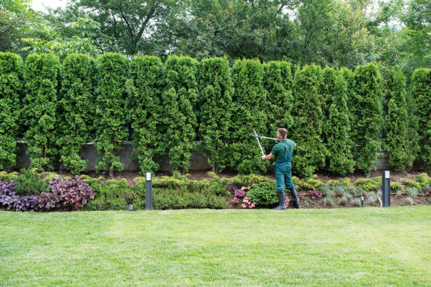 Reliable Marshall, TX Tree Services Solutions