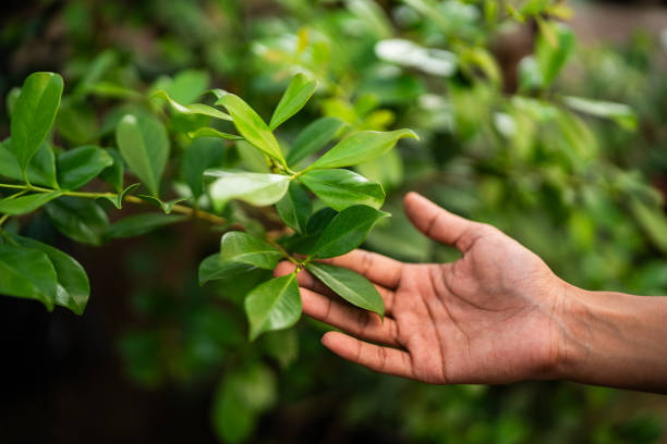 Reliable Marshall, TX Tree Services Solutions