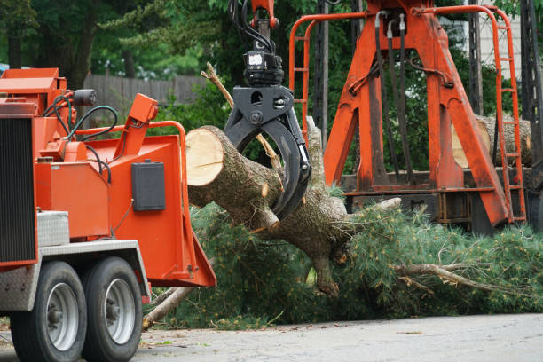 How Our Tree Care Process Works  in  Marshall, TX