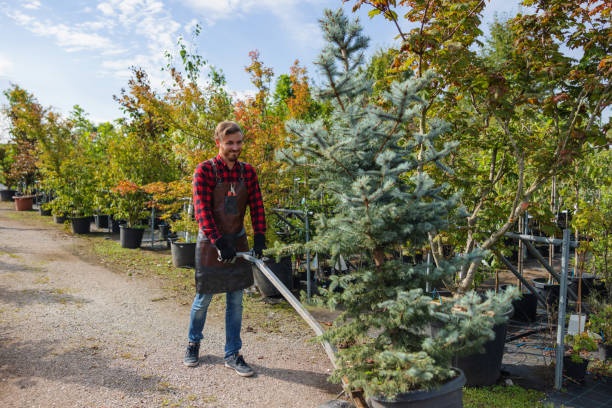 How Our Tree Care Process Works  in  Marshall, TX