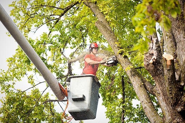 Best Arborist Consultation Services  in Marshall, TX